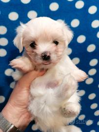 Maltese toy cucciolo linea coreano