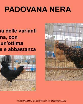 Galline ornamentali padovane e orpignont