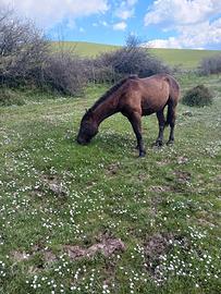 Pulledro murgese docile
