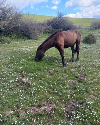 Pulledro murgese docile