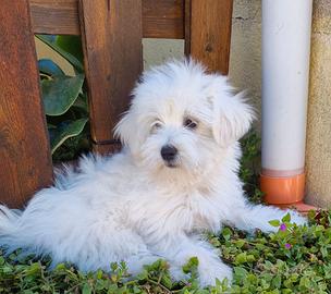 Cucciolo di maltipoo