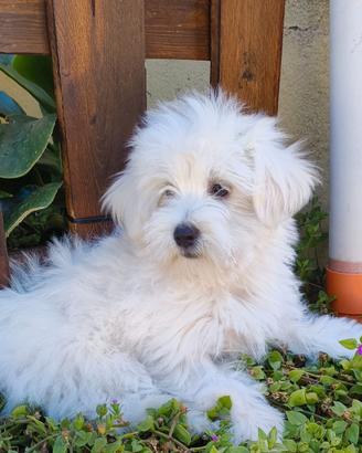 Cucciolo di maltipoo