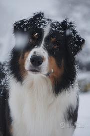 Pastore Australiano disponibile per Monte