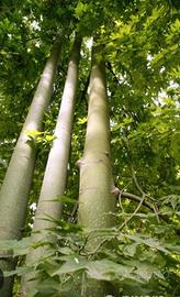  legna da  abbattimento alberi diversi 