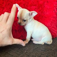 Chihuahua femmina crema Toy