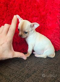 Chihuahua femmina crema Toy