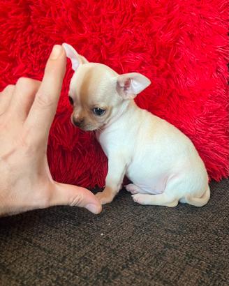 Chihuahua femmina crema Toy