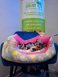 Cucciolo chihuahua tricolore mini