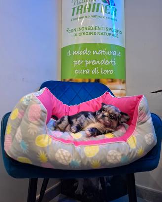 Cucciolo chihuahua tricolore mini