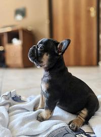 Bulldog francese
