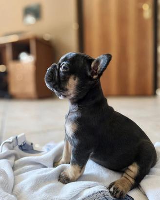 Bulldog francese