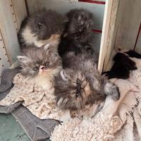 Cuccioli persiani ipertipici