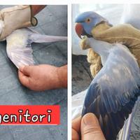 Parrocchetto dal collare pullo da imbecco