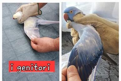 Parrocchetto dal collare pullo da imbecco