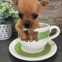 Cuccioli chihuahua