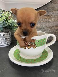 Cuccioli chihuahua