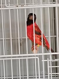 cardinalini varie mutazioni 