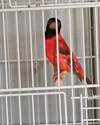 cardinalini varie mutazioni 
