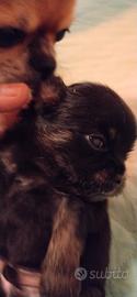 Cuccioli chihuahua pelo lungo con pedigree Enci