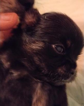 Cuccioli chihuahua pelo lungo con pedigree Enci
