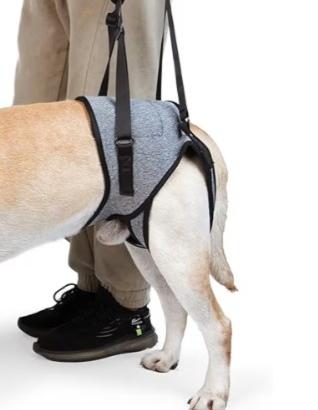 tutore/ausilio/imbragatura per cane