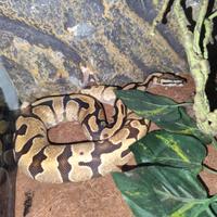 Pitone e teca exo terra