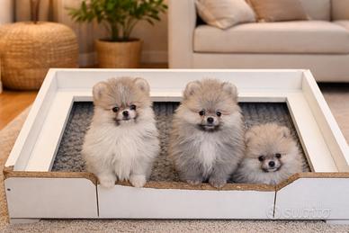 I nostri Spitz di Pomerania nano