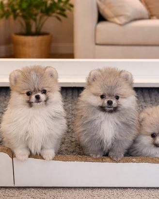 I nostri Spitz di Pomerania nano