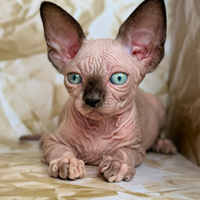 Sphynx Canadian