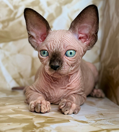 Sphynx Canadian