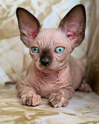 Sphynx Canadian