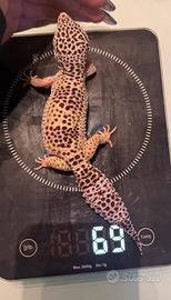 Geco leopardino femmina