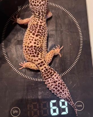 Geco leopardino femmina