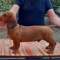 Bassotti standard, s/c