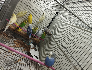 Pappagallini cocorite