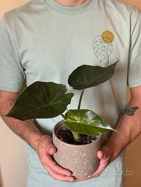 Cormo Alocasia Wentii