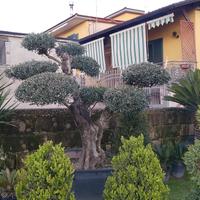 piante ornamentali 