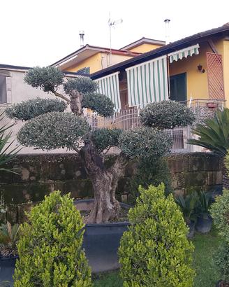 piante ornamentali 