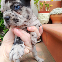 Bulldog francesi colorazioni esotiche