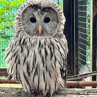 Rapace allocco degli Urali