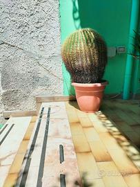 Pianta grassa di 45 anni