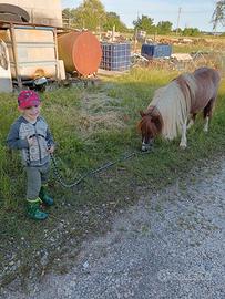 Pony