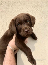 Cucciolotti di labrador retriver