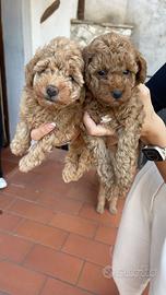 Cuccioli di Barboncino Toy Red albicocca