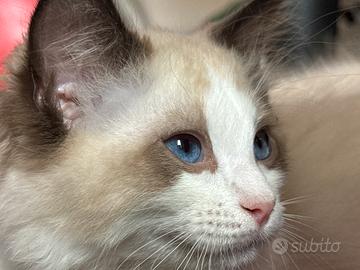 Ragdoll