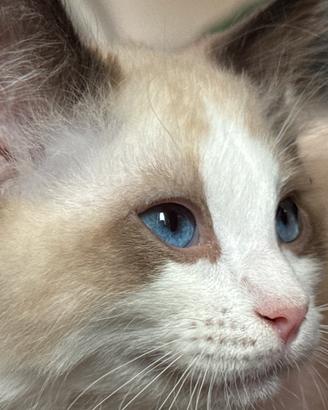 Ragdoll