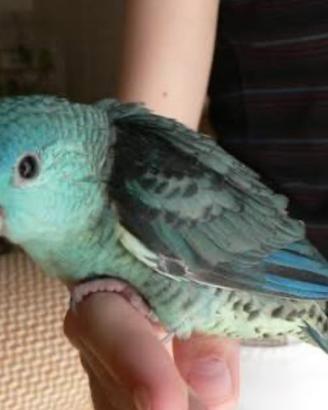 Parrochetto barrato