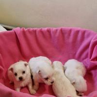 Maltesi tipologia Coreana