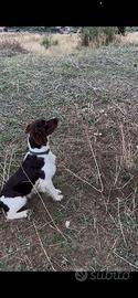 Springer Spaniel - soggetto addestrato