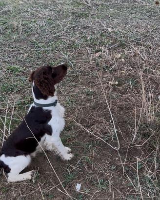 Springer Spaniel - soggetto addestrato